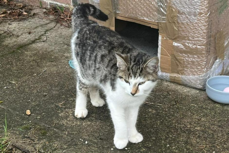 Fundmeldung Katze Unbekannt Le Fidelaire Frankreich