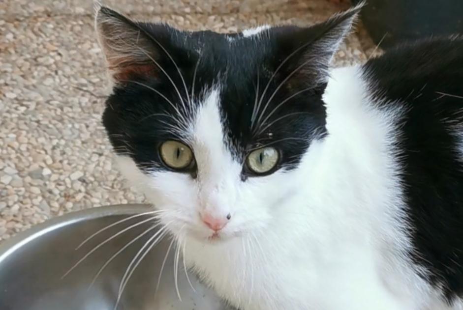 Fundmeldung Katze Weiblich La Croix-du-Perche Frankreich