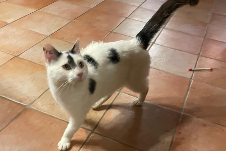 Discovery alert Cat Unknown Perrogney-les-Fontaines France