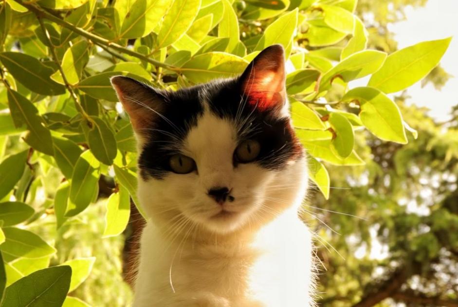 Disappearance alert Cat Female , 8 years Orléans France