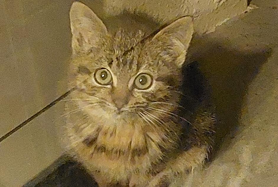 Alerta de Hallazgo Gato Desconocido Châlons-en-Champagne Francia