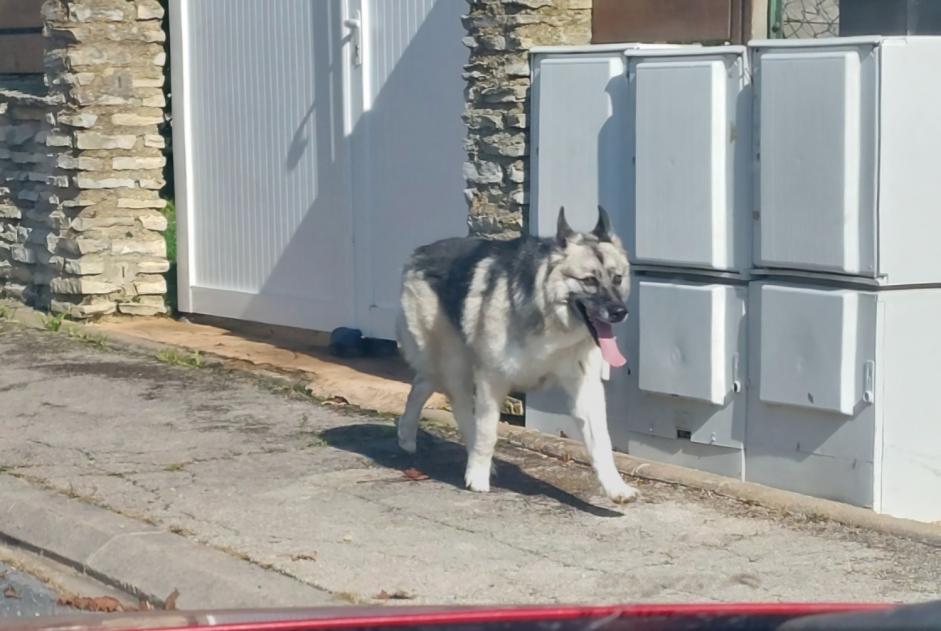 Alerta de Hallazgo Perro  Desconocido Fagnières Francia