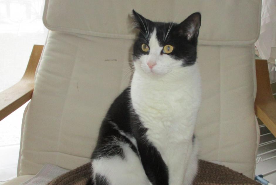 Alerte Disparition Chat  Mâle , 7 ans La Chapelle France