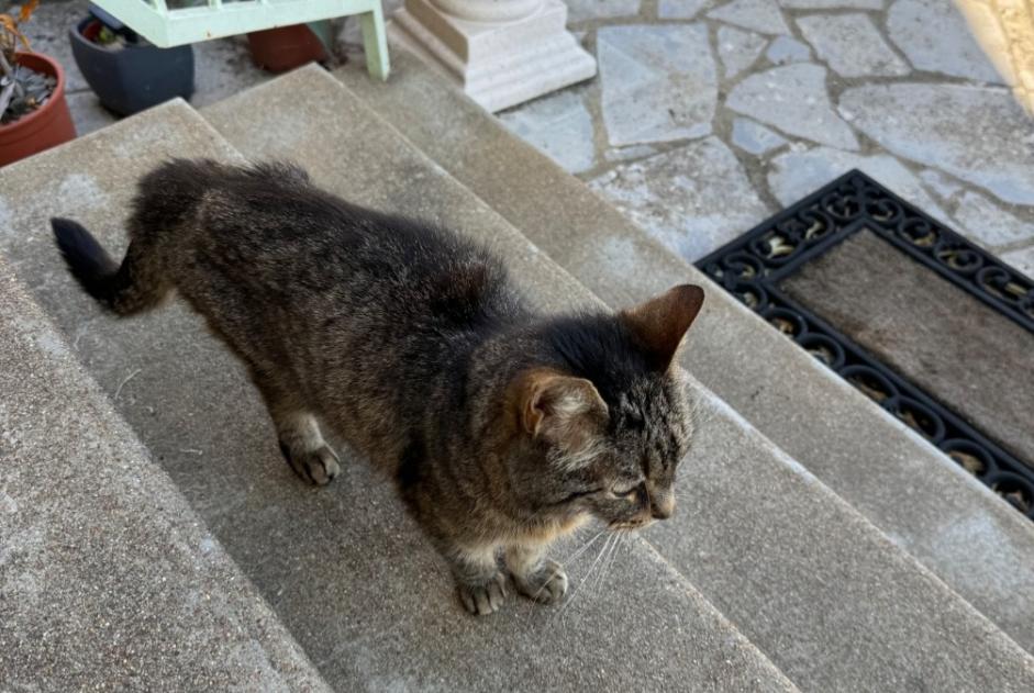 Alerte Découverte Chat  Inconnu Luisant France