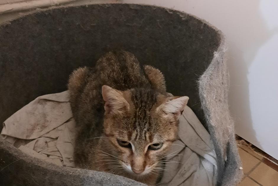 Alerte Découverte Chat Femelle Nogent-le-Rotrou France