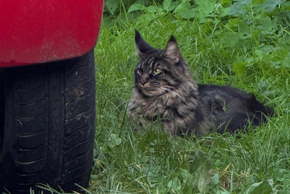 Alerte Découverte Chat  Inconnu Saint-Prest France