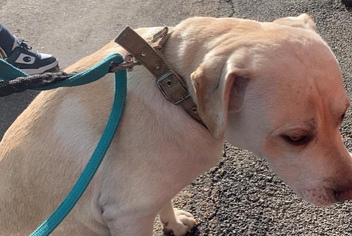 Alerta descoberta Cão  Macho Festigny France