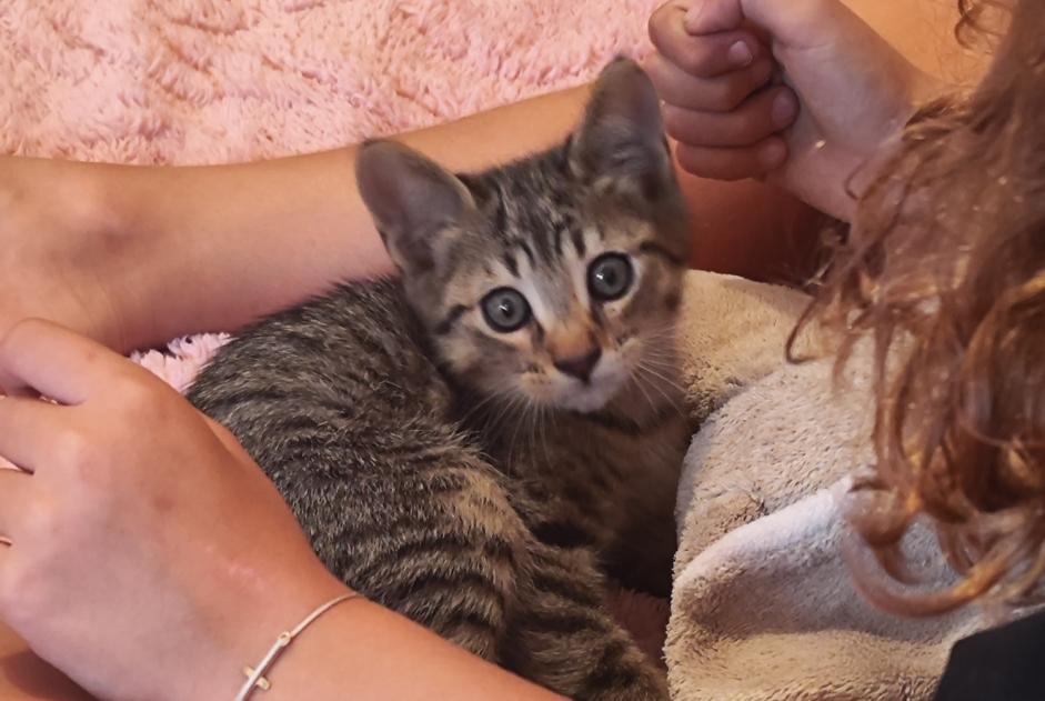 Alerta descoberta Gato Macho , Entre 1 e 3 meses Bastia France